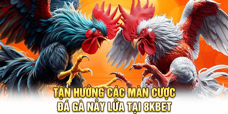 Tận hưởng các màn cược đá gà nảy lửa tại 8KBET