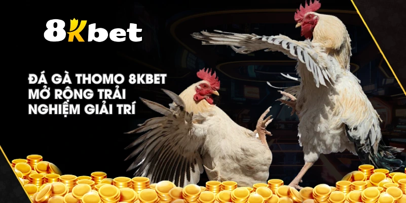Đá Gà Thomo 8KBET mở rộng trải nghiệm giải trí