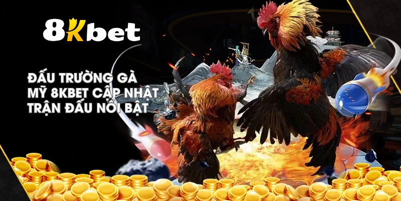 Đấu Trường Gà Mỹ 8KBET cập nhật trận đấu nổi bật
