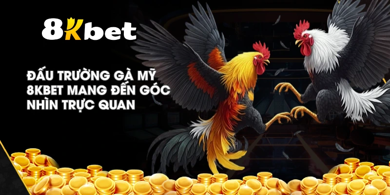 Đấu Trường Gà Mỹ 8KBET mang đến góc nhìn trực quan